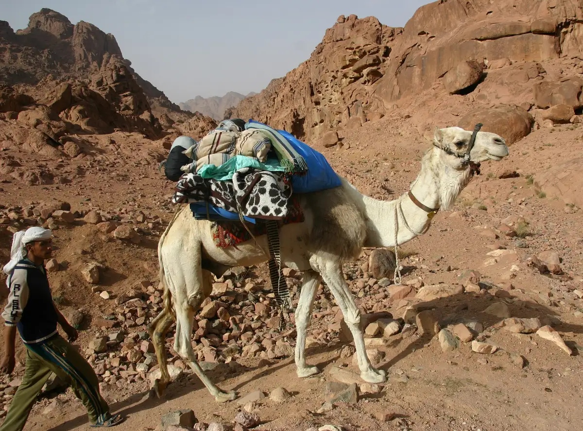 A camel on a trekking tour in the Sinai desert