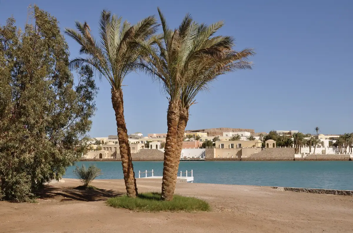 Palm trees on the lagoon in El Gouna