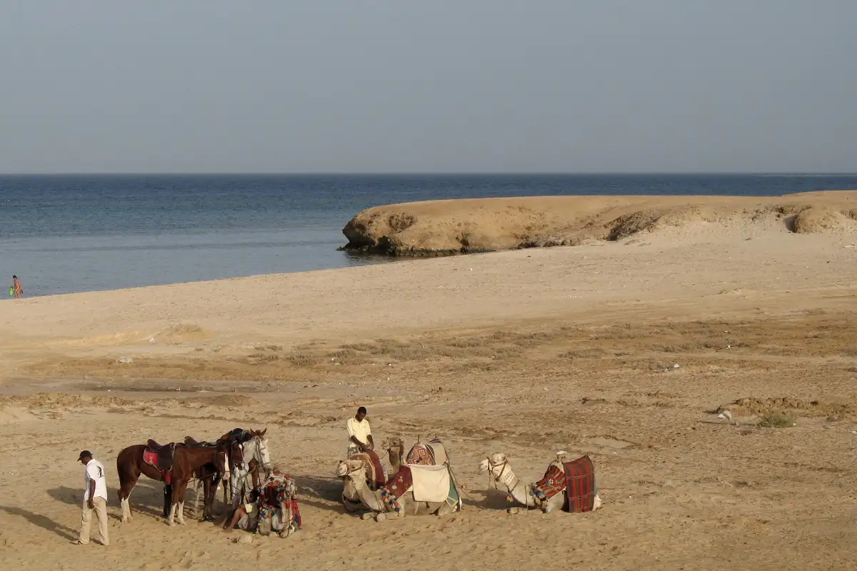 Camels on the beach near Port Ghalib