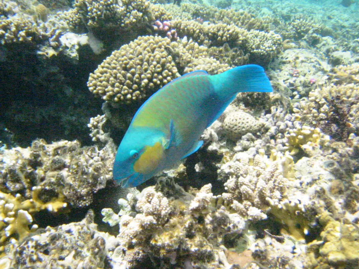 A parrotfish over the reef near Sharm El Sheikh
