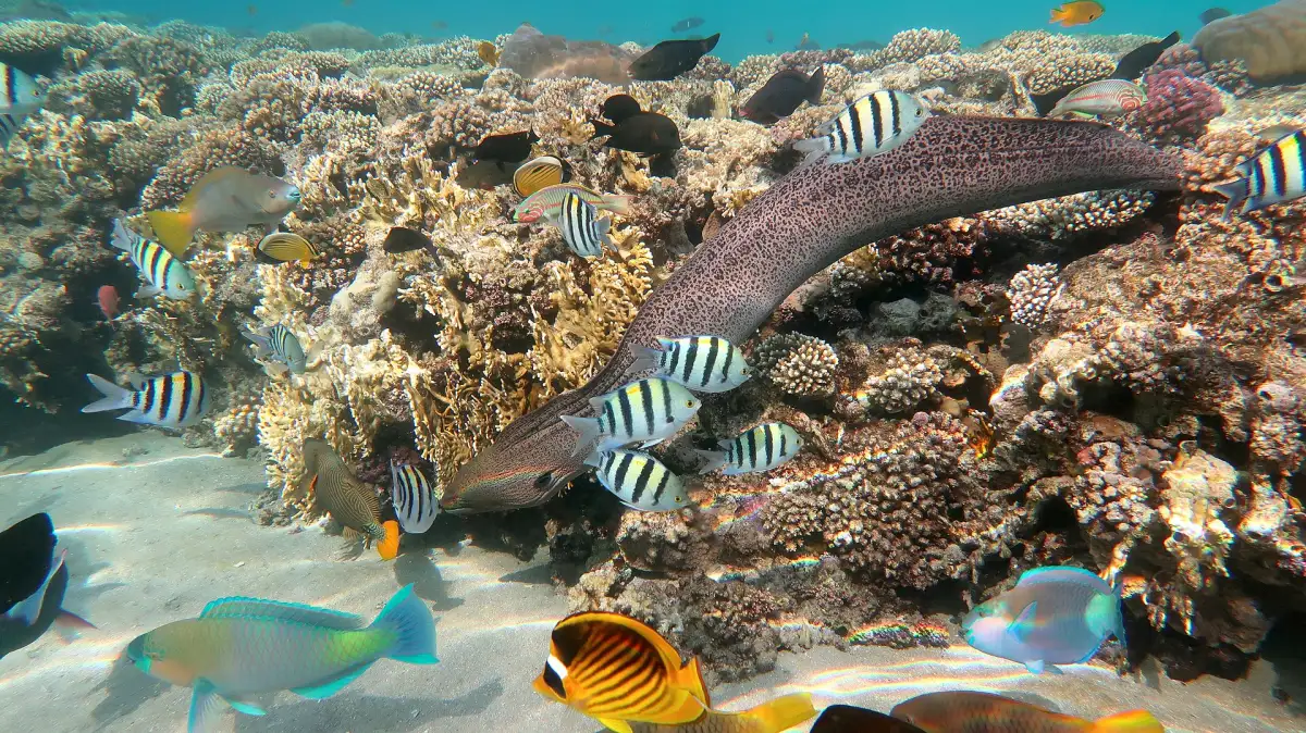 A moray eel and colourful fish on the reef of Naama Bay