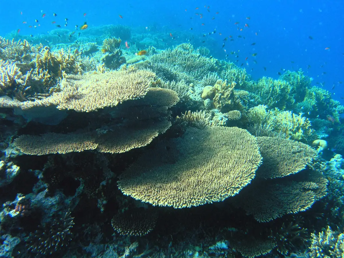 Coral reef in the southern Red Sea